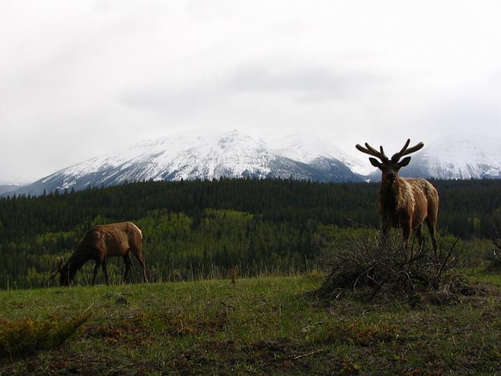 Rocky Mountains (69).JPG